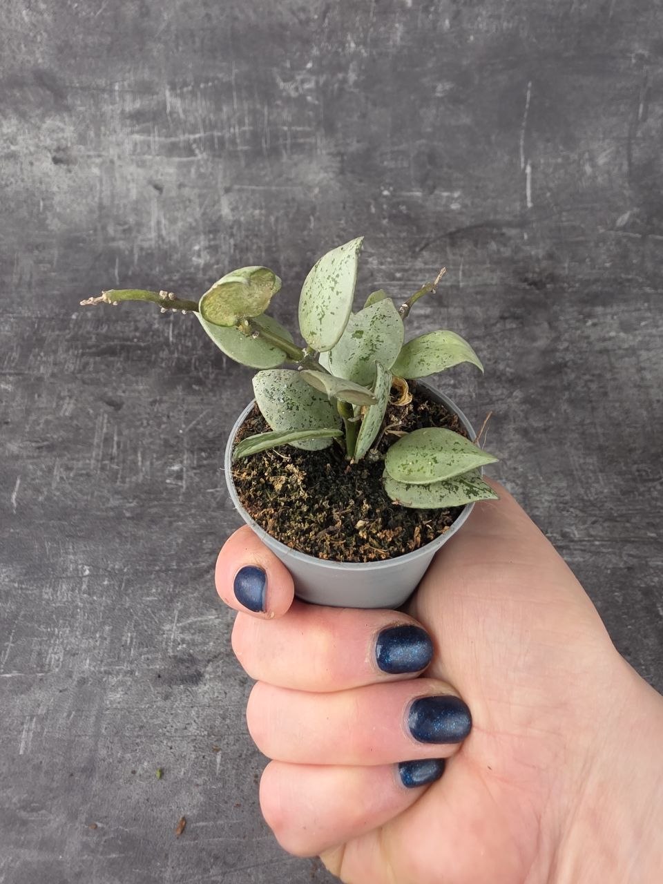 Hoya Eskymo mini